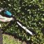 Makita UH014GZ aku plotostřih 750mm Li-ion XGT 40V,bez aku   Z